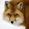 Graphiteleader  VIVO GVOS-762M - последний пост от  fox. 